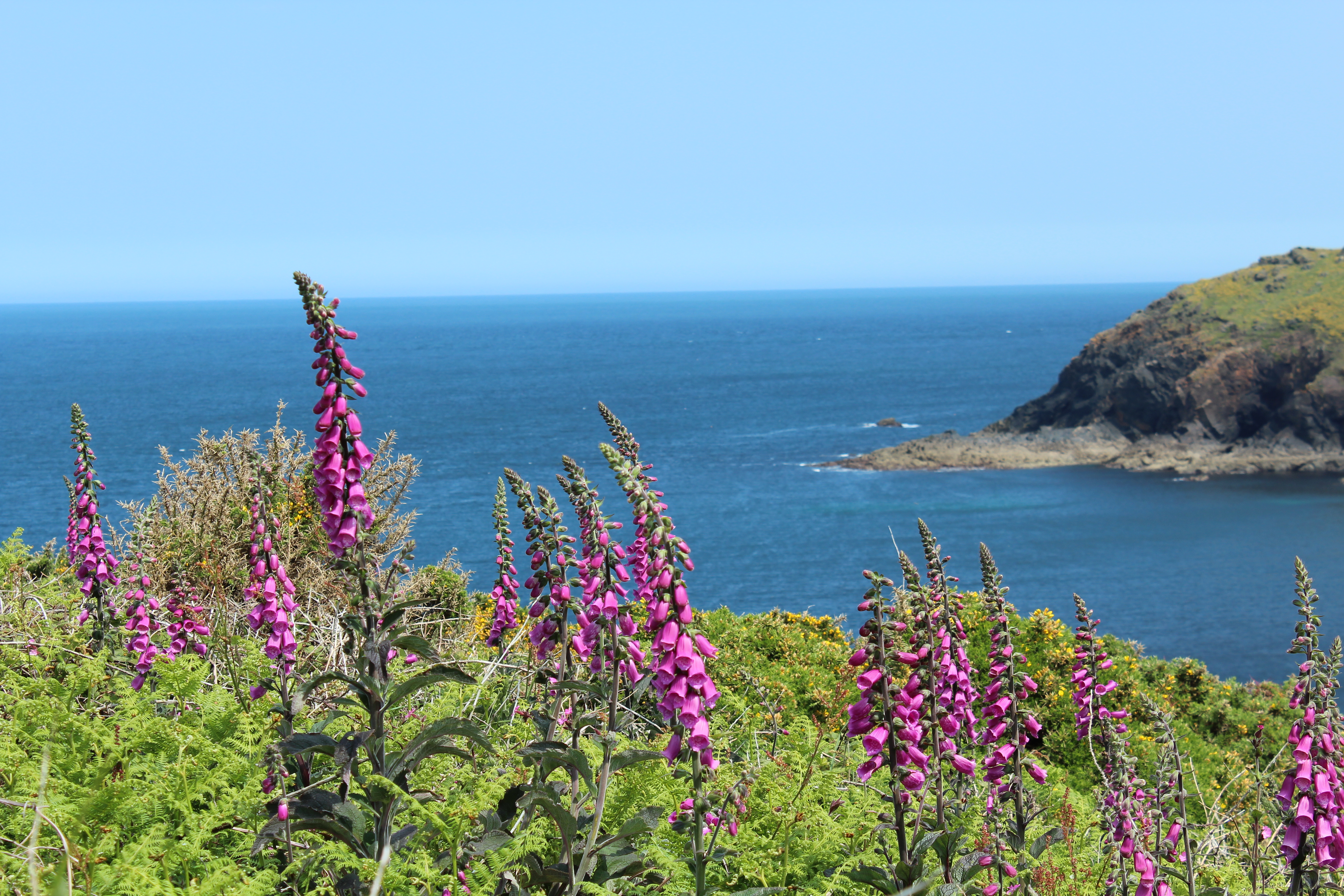 Cape Cornwall in full bloom