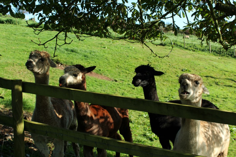 Llamas at Swilly Barn, Dittisham (they only eat organic)